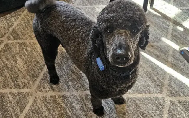 Momma Ashton's petsitting and grooming in Panama City, FL
