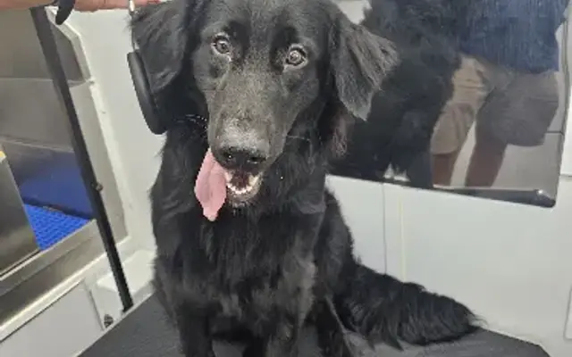 Fur Ever Natural & Fresh Mobile Pet Grooming in New Port Richey, FL