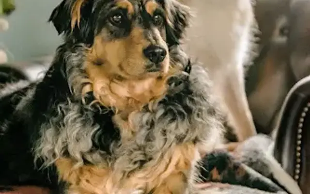 Unique Pets Sitting Service Inc. in Shelby, NC