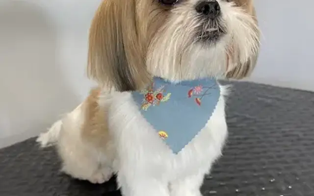 Toby's Grooming Place in Plant City, FL