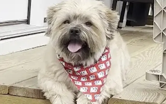 Miss Kitty's Pet Grooming in Clayton, NC