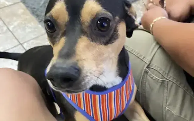 Cypress Animal Hospital in Covina, CA