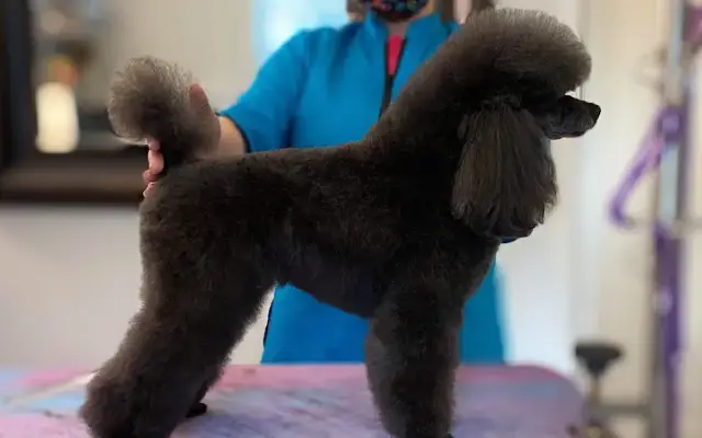 Pet Grooming By Stacie in Elkins, WV