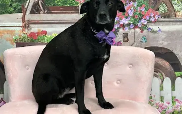 Nani’s Paw Wash LLC in Wintersville, OH