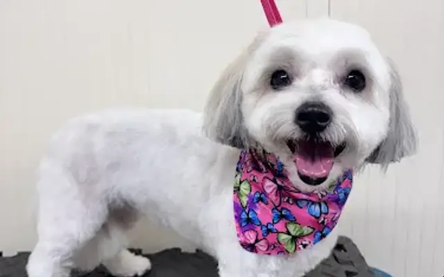 Nice Look Grooming in Leesburg, VA