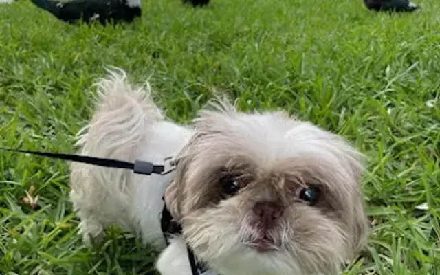 Paws Sitters Pet Sitting Services in Homestead, FL