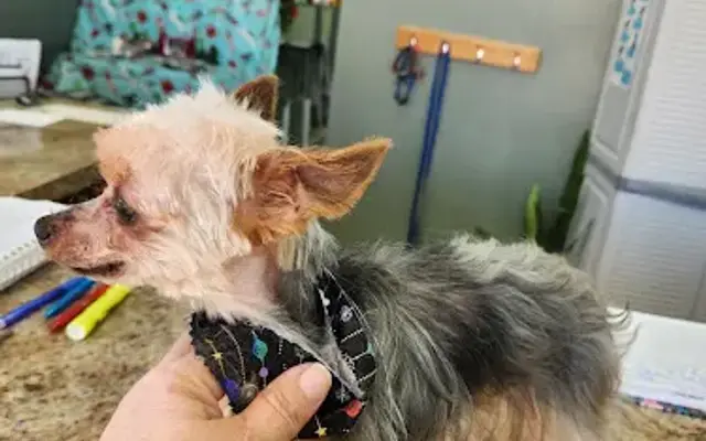 Whitneys paw spa in Hurst, TX