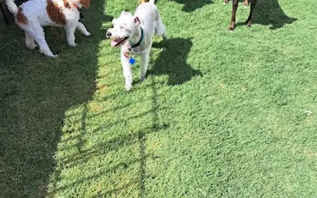 Hometown Pet Resort LLC in Portland, TX