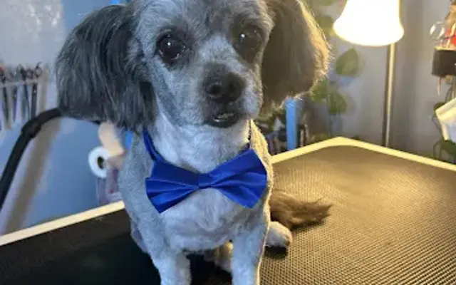 Treat Pet Care Services in Oklahoma City, OK