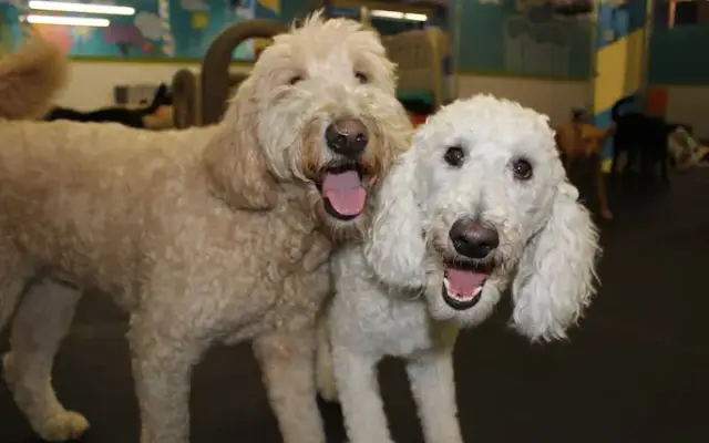 The Good Dog Spot Inc in Northampton, MA