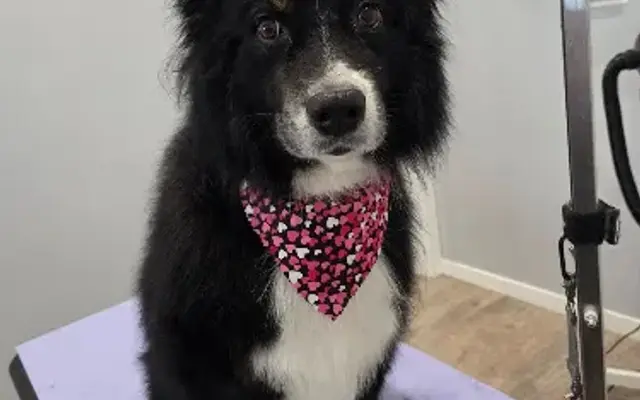 Tidy Tails Pet Salon LLC in Anamosa, IA