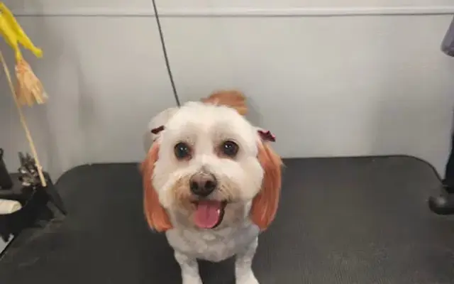 Classy Paws Pet Styling in Murrieta, CA