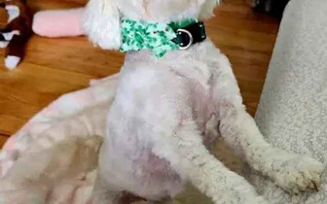 Shonda's Dog Grooming in Camden, SC
