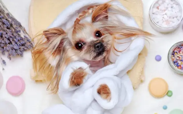 Splash N Wag Mobile Dog Grooming in Lansdale, PA