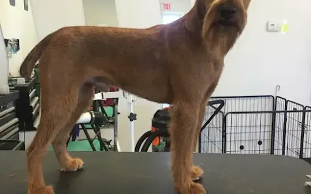 Mountainside Pet Grooming in Charles Town, WV