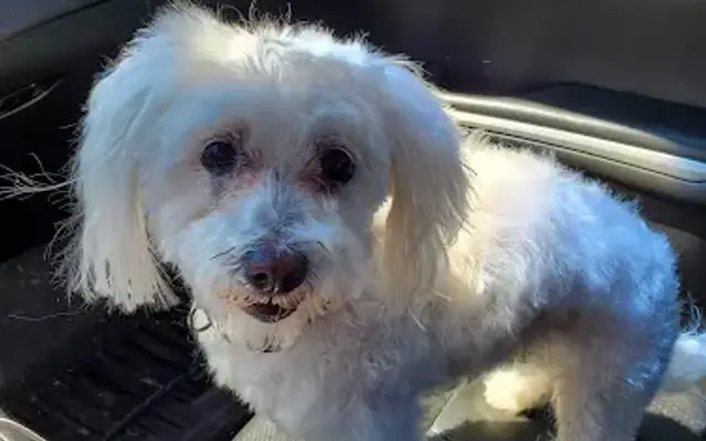 Furry Friends Inc in Chicago, IL