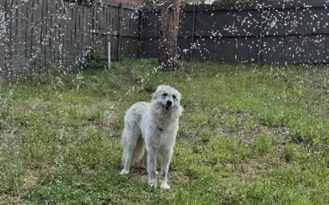 Rocky Mountain Companion Dogs, LLC in Evergreen, CO