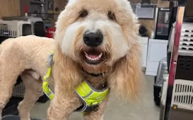 Darling K-9 Cuts in Youngsville, NC