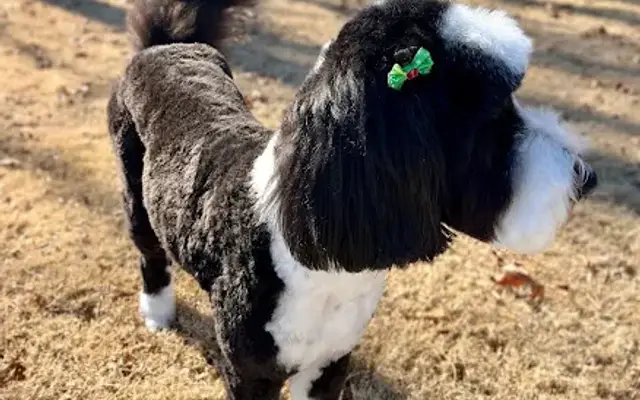 PHOEBE’S PLACE: PET SALON AND BOARDING in Cleveland, GA