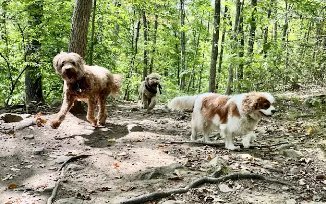Marnie's Mutts in Redding, CT