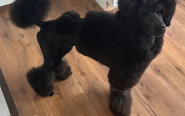 WaterDog Grooming in Newbury, MA