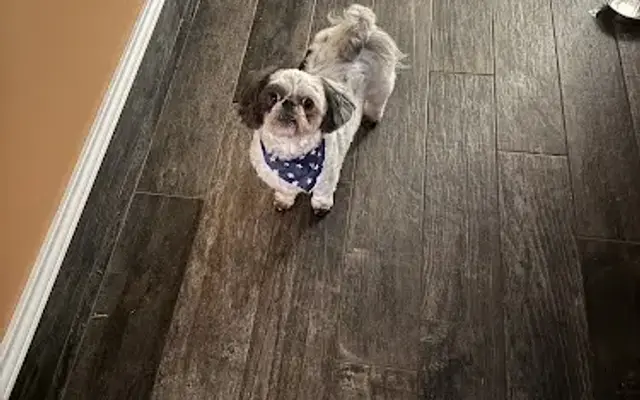 PetBox Mobile Grooming in Houston, TX