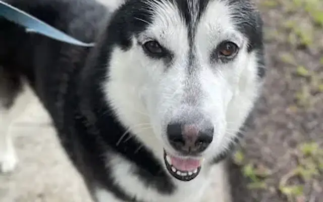 Claws of the Creek Pet Care Services in Goose Creek, SC
