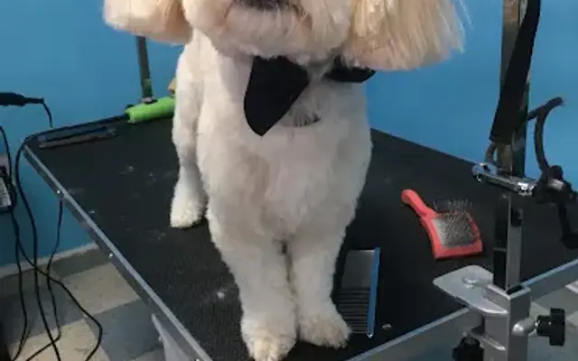 XoloDoggie Pet Grooming Covina in Covina, CA