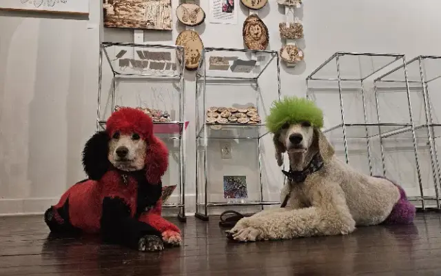Sassy Paws Grooming LLC in Cherokee, KS