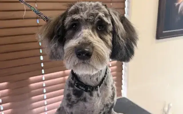 Open Sky Dog Grooming in Lowell, AR