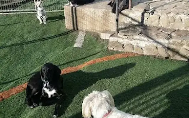 Woof And Whisker Inn in Southbridge, MA