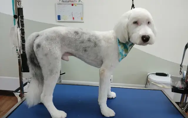 FURR-EVER IN STYLE GROOMING AND SPA LLC in Greeneville, TN