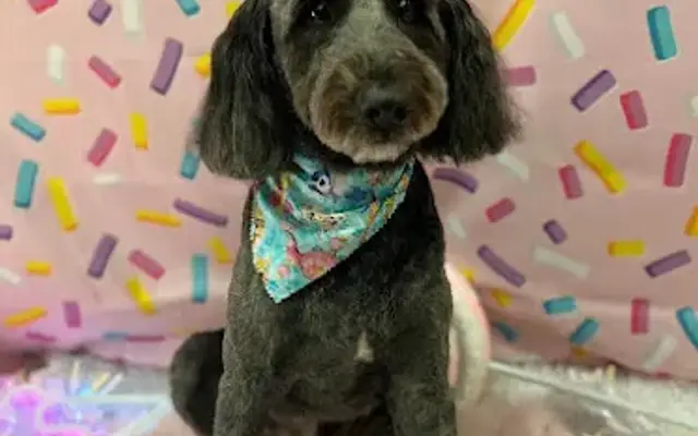 Top Knotch Pet Salon in Rockledge, FL