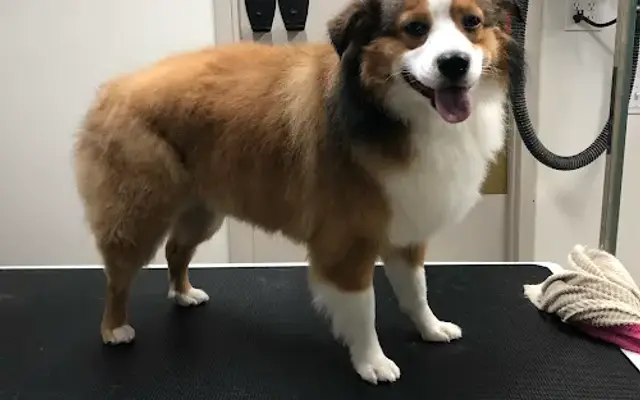 LONE WOLF GROOMING, LLC in Battle Creek, MI