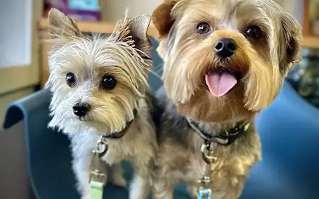 DK Pet Salon in Piedmont, AL