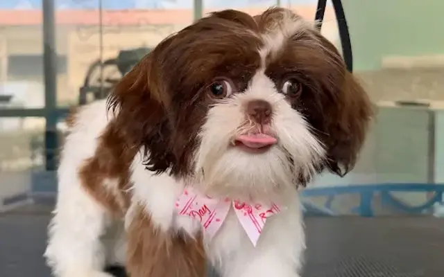 Bubbles and Biscuits Pet Spa and Social Club in Bonita Springs, FL