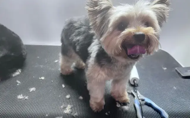 Furever Fuzzy Dog Grooming in Jefferson, GA