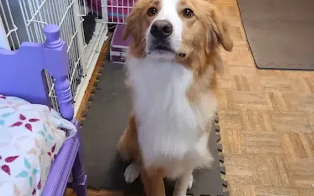 Doggie Doos & Kitties Too in Laurens, SC