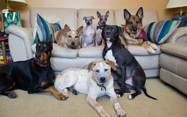 Dog-Venture LLC in Mantua, OH