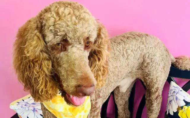 Ken's K-9s Dog Spa by Alex & John in Magnolia, TX