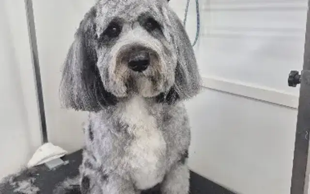 BB's Grooming in Rutherfordton, NC