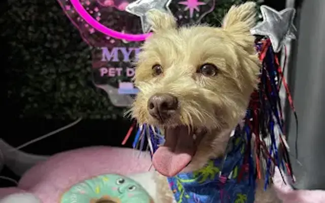 Mylla Pet Dental in Winter Garden, FL
