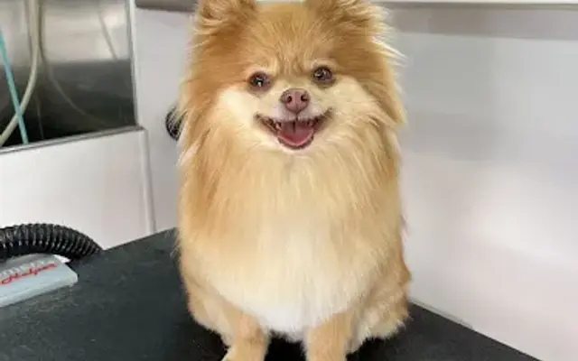All Pawz On Deck (A.P.O.D Grooming LLC) in Staten Island, NY