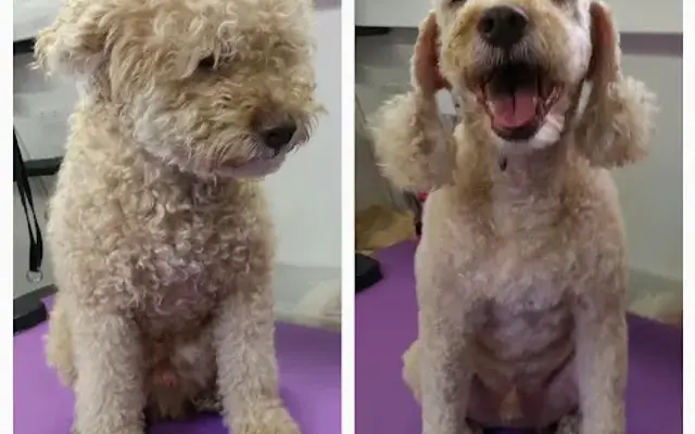 Wonder Dogs Mobile Grooming in Boynton Beach, FL