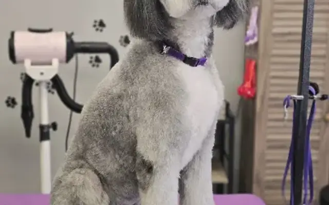 Pawsh Paws Pet Salon in Quincy, IL
