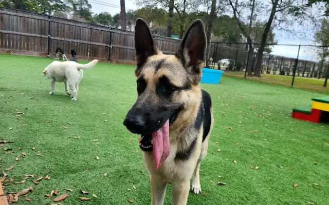 Cypress Falls Pet Resort & Spa in Tomball, TX