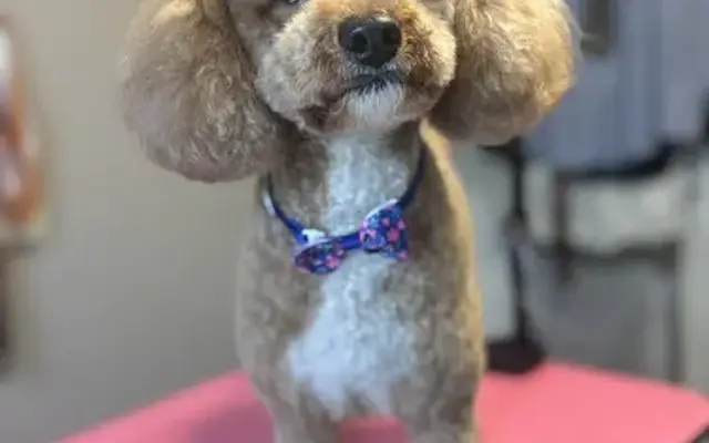 Lipscomb’s Critter Comforts LLC in Gilbert, SC