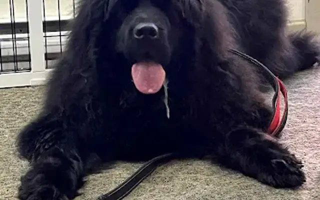 Jackie G Pet Grooming by Dori Dog Training in Lock Haven, PA