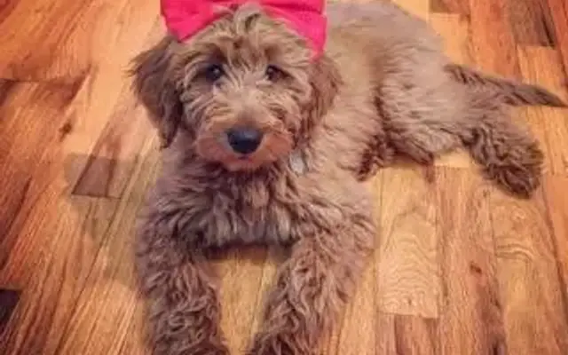 The Sudsy Pup of Fenton in Fenton, MI