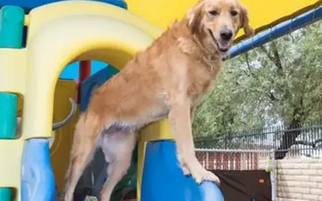 Doggie District - Paradise Valley in Phoenix, AZ